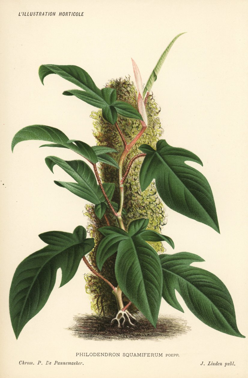 Philodendron squamiferum观叶植物。Pieter de Pannemaeker 根据布鲁塞尔 Jean Linden 的《园艺插图》绘制的彩色石版画 作者 未知艺术家