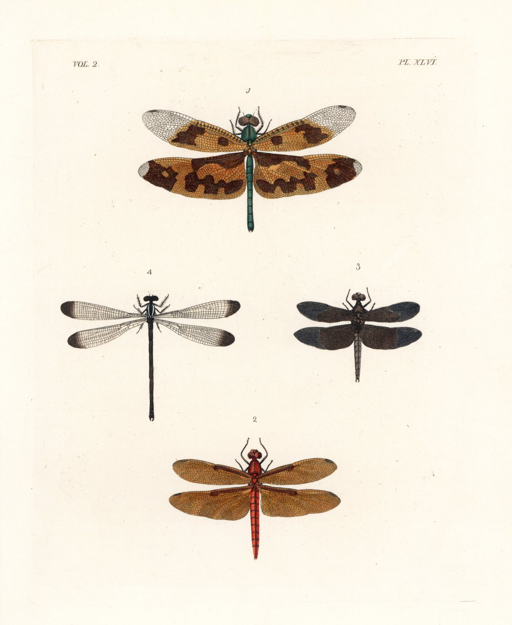 画翅蜻蜓 Rhyothemis variegata 1、富贵林杓鹬 Neurothemis fulvia 2、鶺鴒 Neurothemis tullia 3 和影蜻蜓 Palaemnema paulina 4。约翰-O-韦斯特伍德（John O. Westwood）新版德鲁-德鲁里（Dru Drury）的《Il. 作者 未知艺术家