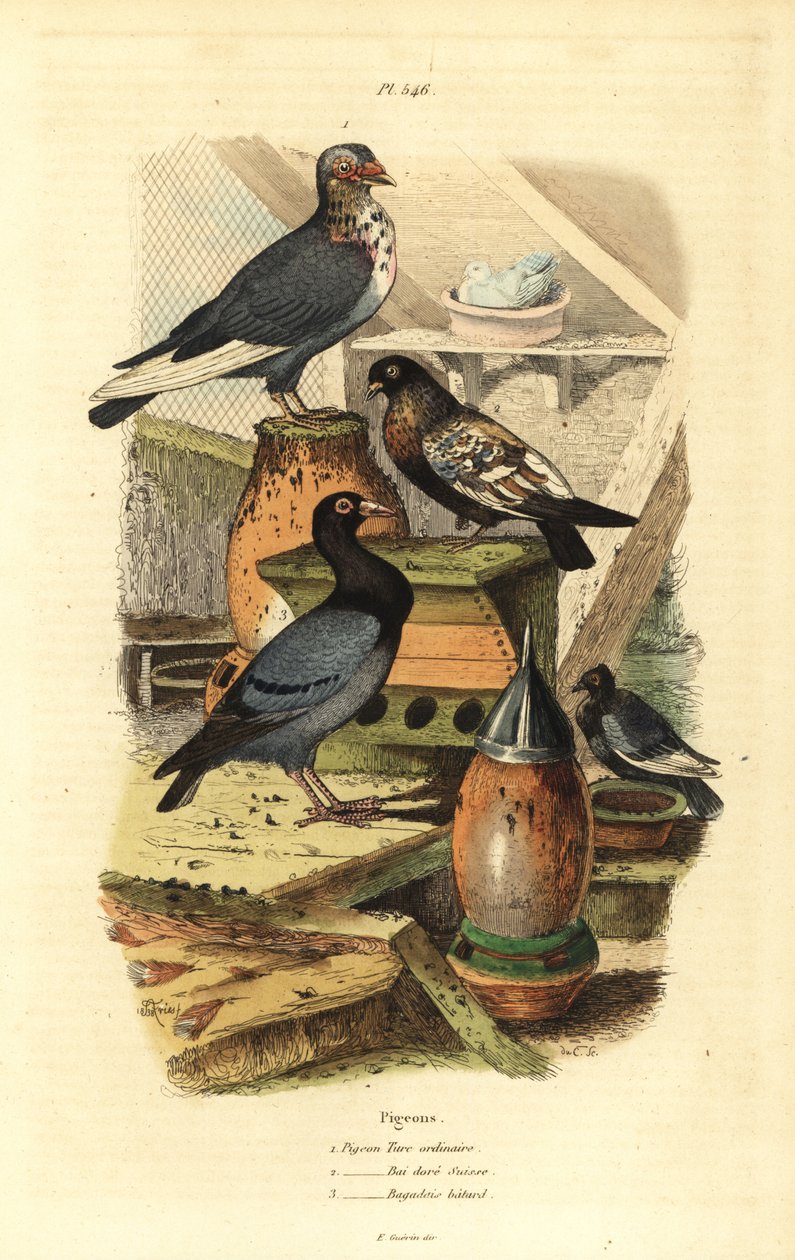 Pigeon Columba livia 品种：普通土耳其鸽、瑞士金海湾、巴加迪斯混蛋 作者 不明
