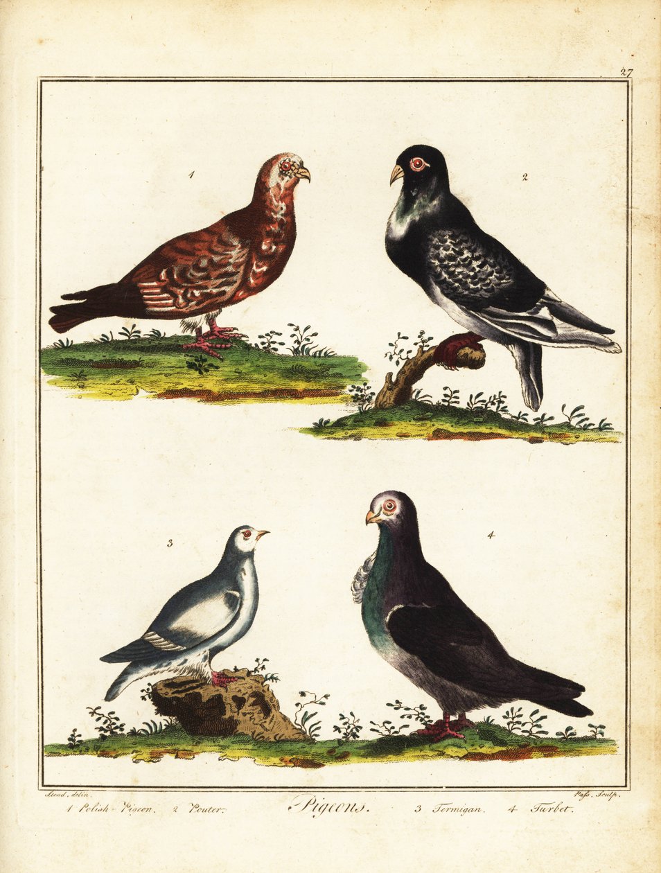 鸽子：波兰鸽、普特鸽、雷鸟和浊鸽。 1792（刻） 作者 未知艺术家
