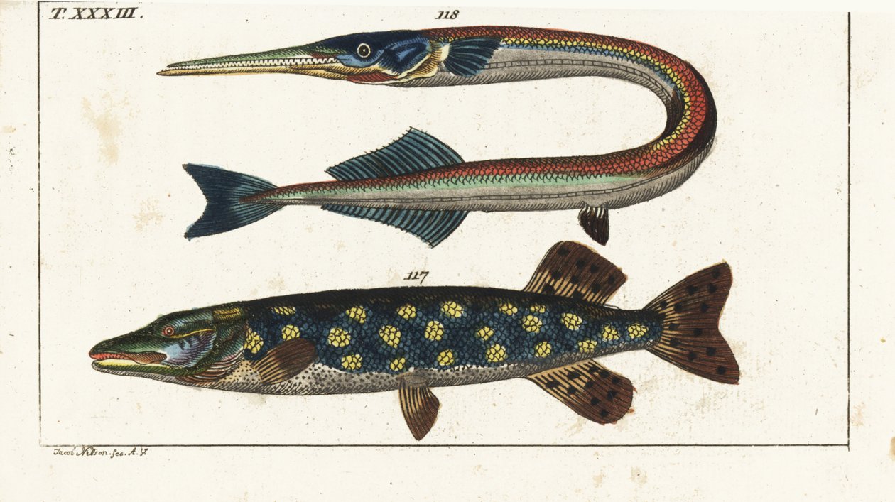 梭子鱼（或北方梭子鱼） - Orphia - 北方梭子鱼（Esox lucius）117 和海针鱼（Belone belone）118。根据雅各布-尼尔森（Jacob Nilson）的手绘铜版画，选自戈特利布-托比亚斯-威廉（Gottlieb Tobias Wilhelm）的《自然历史百科全书》：鱼类，奥格斯堡 作者 未知艺术家