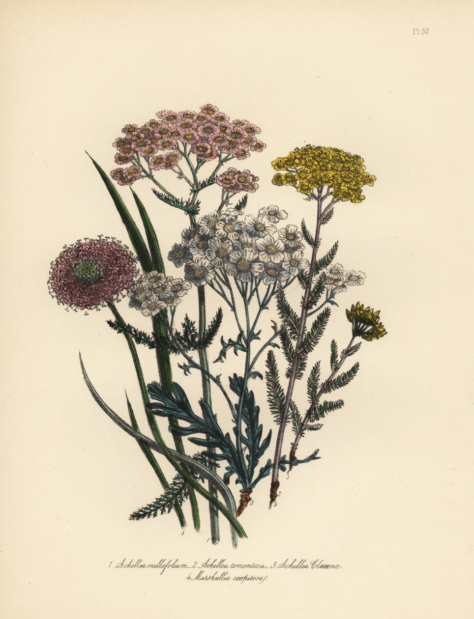 粉花小苍兰（Achillea milfolium）、金蓍草（Achillea tomentosa）、克拉文纳银叶小苍兰（Achillea clavenae）和丛生马夏草（Marshallia caespitosa）。亨利-诺埃尔-汉弗莱斯（Henry Noel Humphreys）根据以下作者的插图手工绘制的彩色石版画 作者 未知艺术家