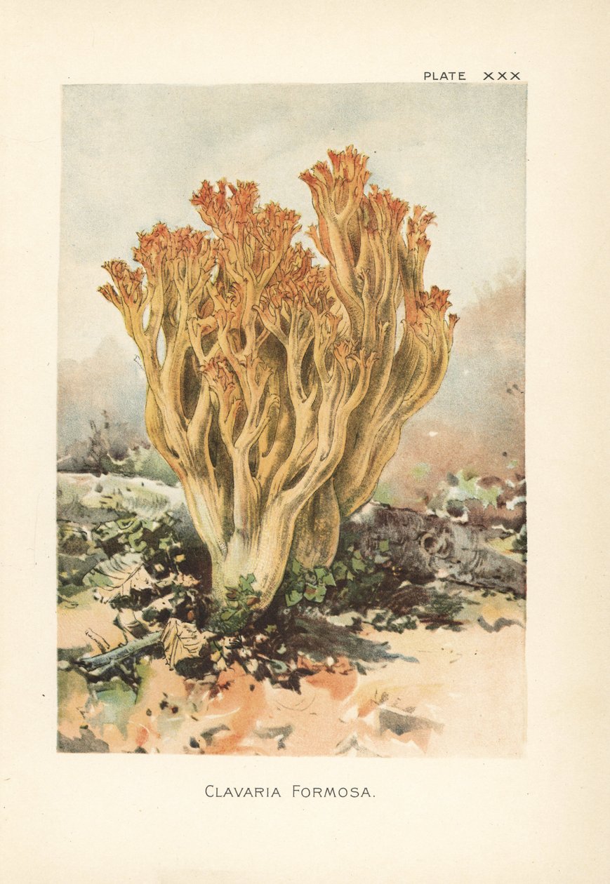 粉红色的珊瑚菌或美丽的蛤菌，Ramaria formosa（Clavaria formosa）。这是一幅根据威廉-汉密尔顿-吉布森（William Hamilton Gibson）的植物插图绘制的彩色石版画，出自他的《我们可食用的蟾蜍和蘑菇》一书。 作者 未知艺术家