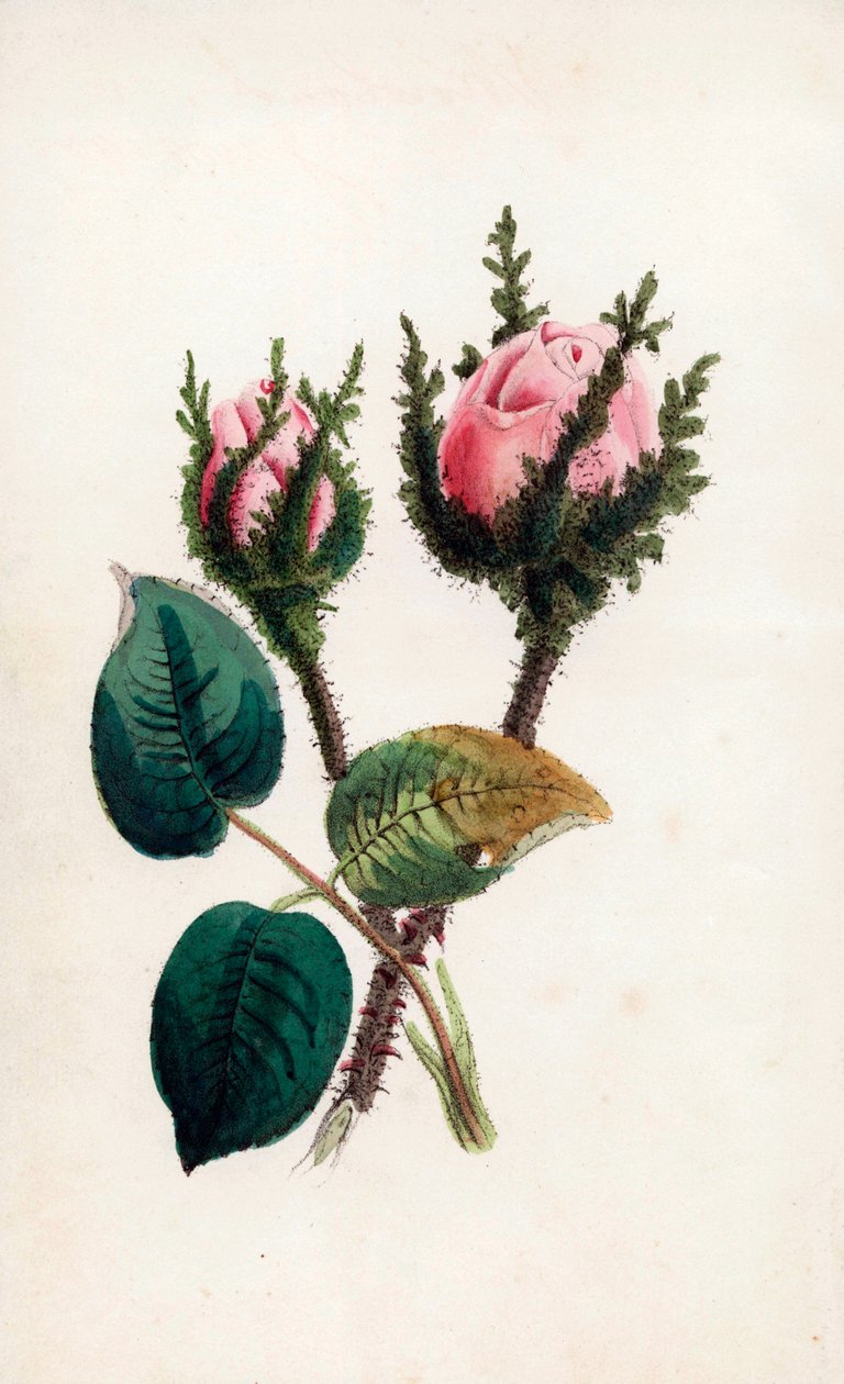 粉红苔藓，麝香蔷薇。詹姆斯-安德鲁斯为约翰-史蒂文斯-亨斯洛的 "纪念品花束 "所作的手绘版画，伦敦 作者 未知艺术家