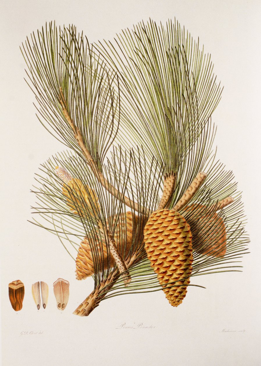 Pinus pinaster/Sea Pine/Maritime Pine 作者 不明
