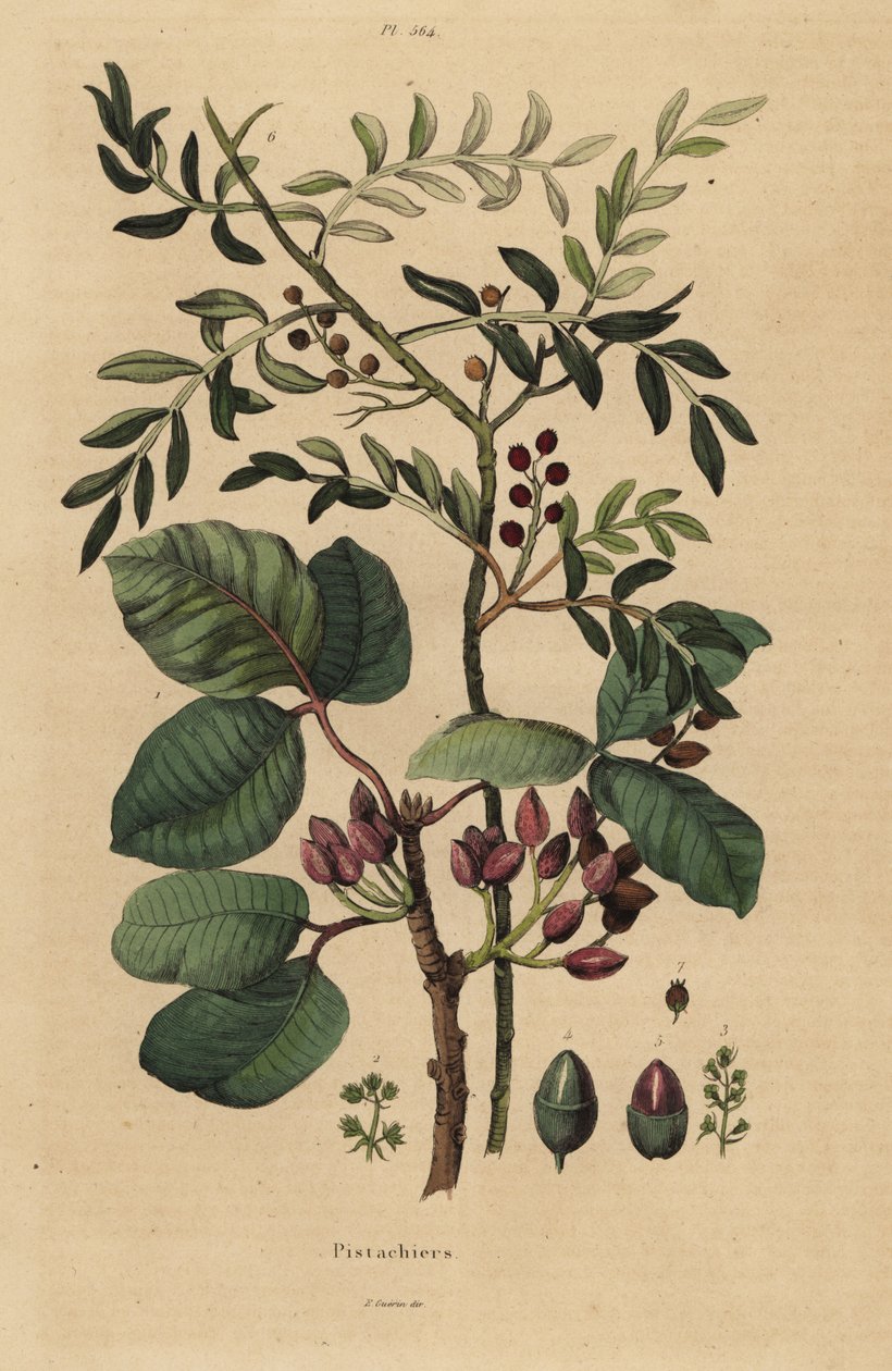 Pistachio nut tree, Pistacia vera 作者 不明