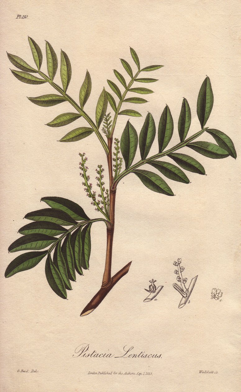 Pistacia lentiscus (Pistacia lentiscus) - William Clarke 为 John Stephenson 和 James Morss Churchill 所著《医学植物学，伦敦、爱丁堡和都柏林药用植物描述》配图的浓水，由约翰-丘奇在伦敦出版。 作者 未知艺术家