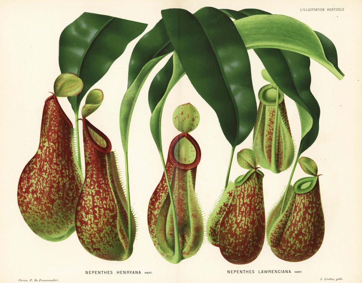 投壶植物品种，莲雾草（Nepenthes henryana，Nepenthes lawrenciana）。P. de Pannemaeker 根据布鲁塞尔 Jean Linden 的《园艺插图》绘制的彩色石版画 作者 未知艺术家