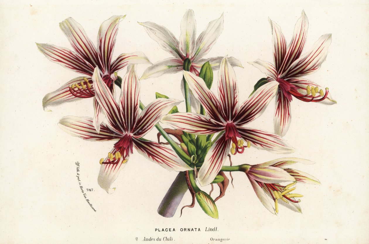 Placea ornata，原产于智利。手绘石版画，选自 Louis van Houtte 和 Charles Lemaire 的《欧洲花园和暖房之花》，Flore des Serres et des Jardins de l