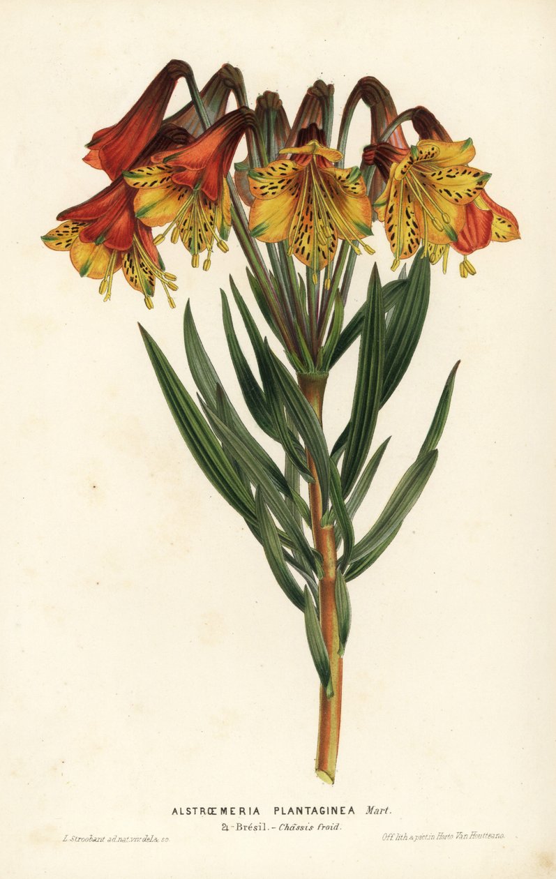 车前草，Alstroemeria plantaginea。巴西。L. Stroobant 根据 Louis van Houtte 和 Charles Lemaire 的《欧洲花园和暖房的花》（Flore des Serres et des Jardins de l