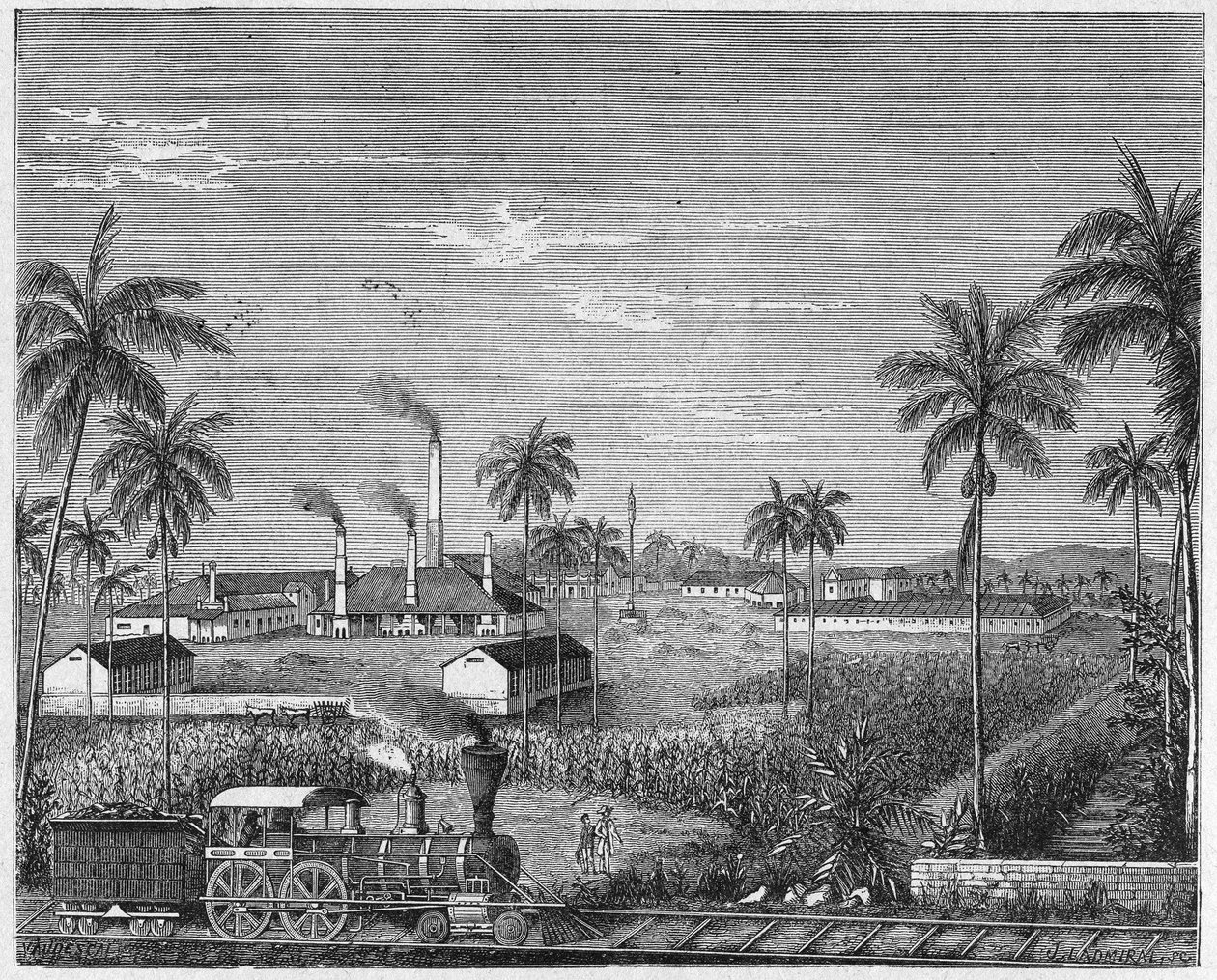 古巴甘蔗种植园，约 1880 年（雕刻） 作者 未知艺术家