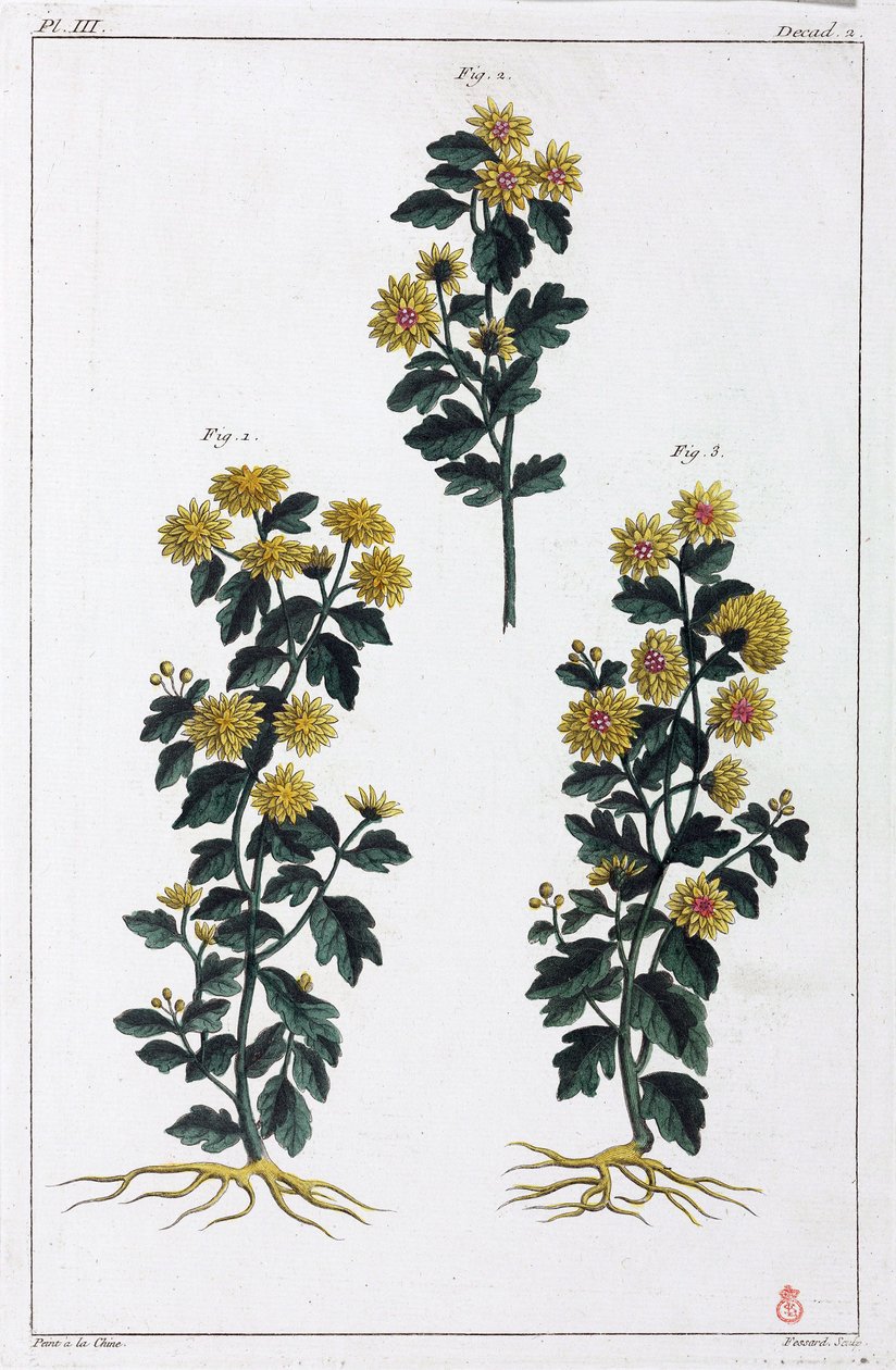 Plantes medicinales, Chine 作者 不明
