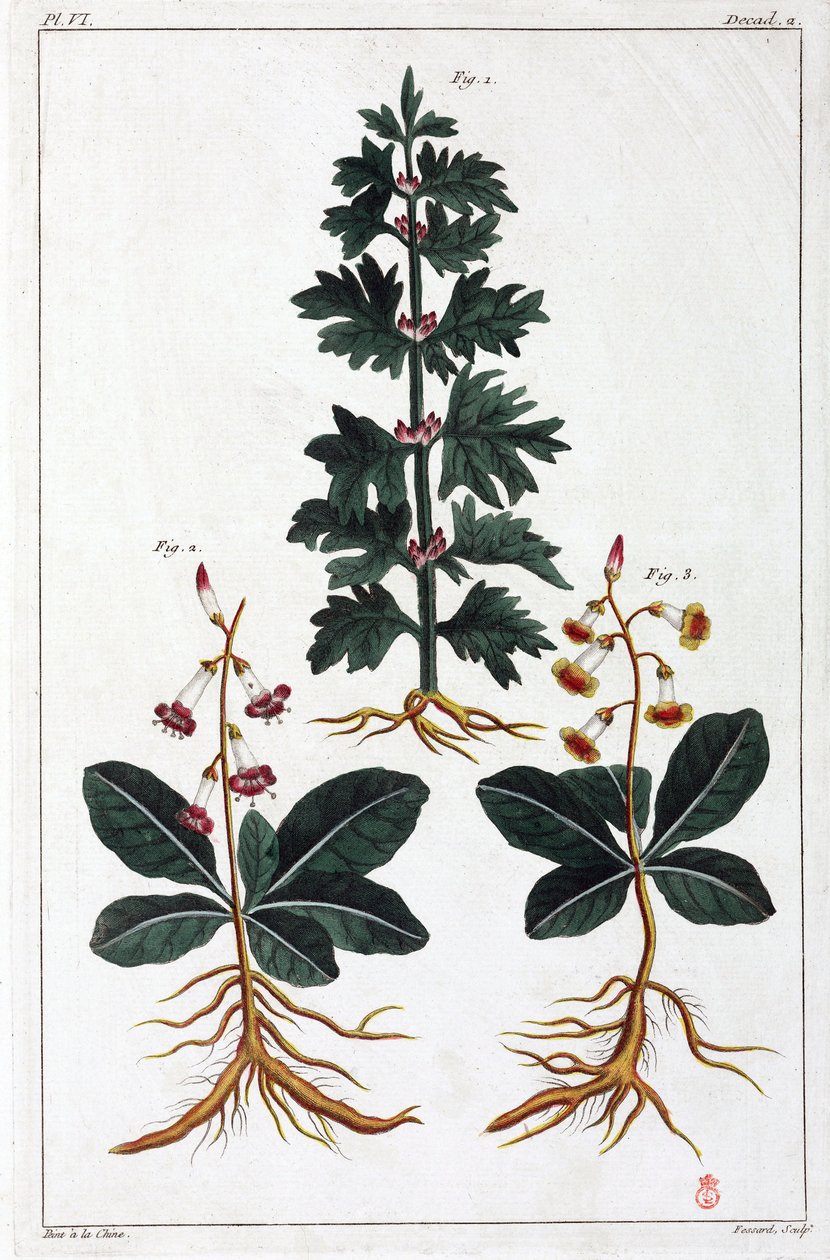 Plantes medicinales, Chine 作者 不明