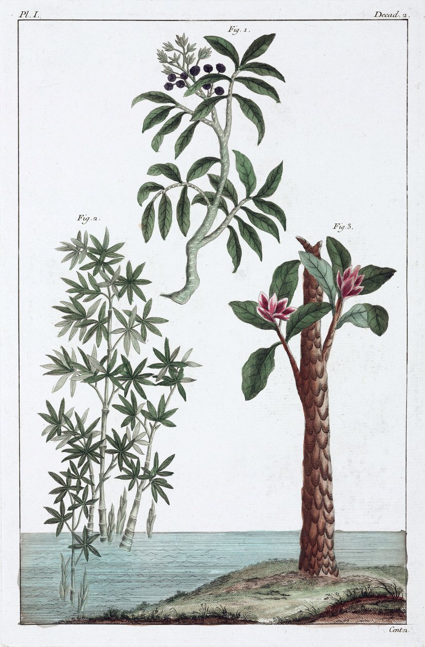Plantes medicinales, Chine 作者 不明