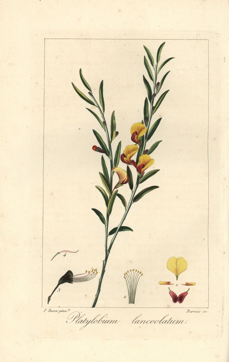 Platylobium lanceolatum，原产于澳大利亚。Barrois 根据 Pancrace Bessa 的植物插图在铜版上绘制的手工彩色条纹版画，插图选自 Mordant de Launay 的《Herbier General de l