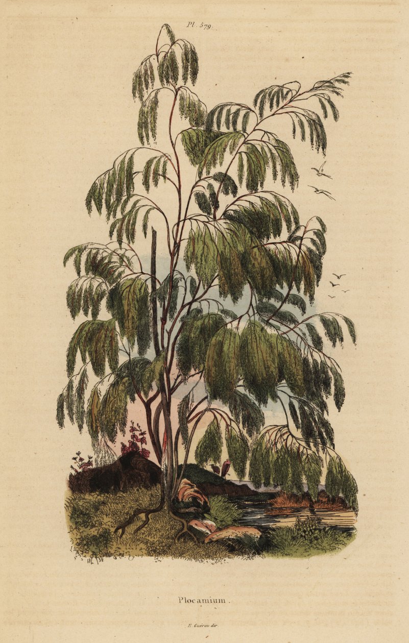 Plocama pendula 灌木 作者 不明