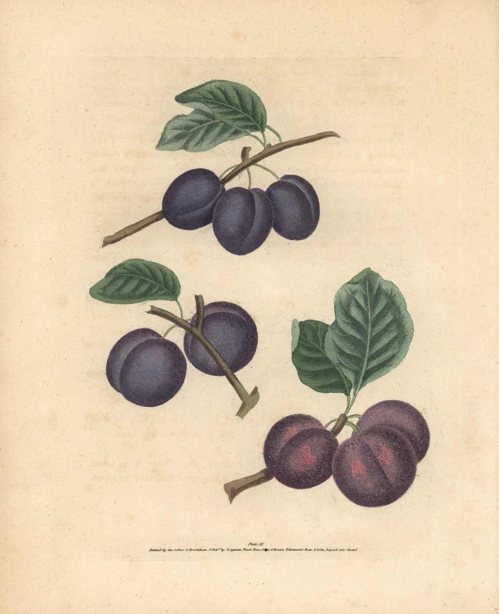 李子品种，Prunus domestica：Tours、Lawrane 早熟李和 Orleans。乔治-布鲁克肖（George Brookshaw）根据自己的 "Pomona Britannica"，伦敦，朗曼，赫斯特等出版社出版的插图绘制的手工彩色石刻版画。 作者 未知艺术家