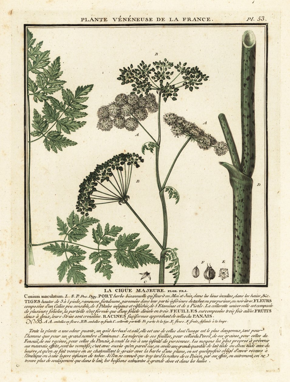 毒芹，Conium maculatum。 作者 未知艺术家