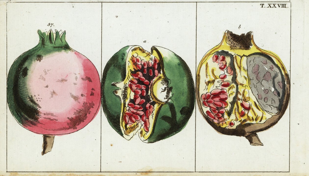石榴果，Punica granatum。 作者 未知艺术家