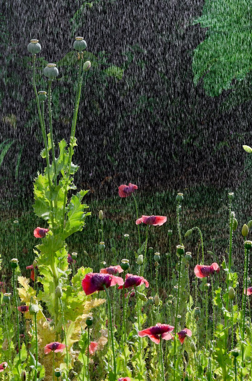 夏季倾盆大雨中的罂粟花（Papaver somniferum）和种子头，南威尔士高尔（照片） 作者 未知艺术家
