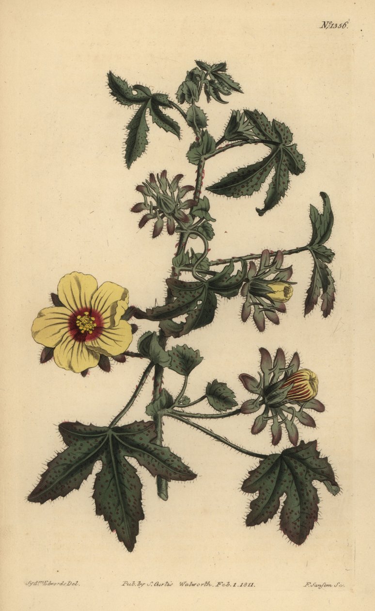 多刺芙蓉, Hibiscus surattensis 作者 不明