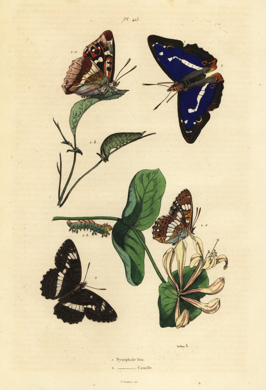紫色皇帝，Apatura iris 1 和欧亚白海军上将 Limenitis camilla 2 作者 不明