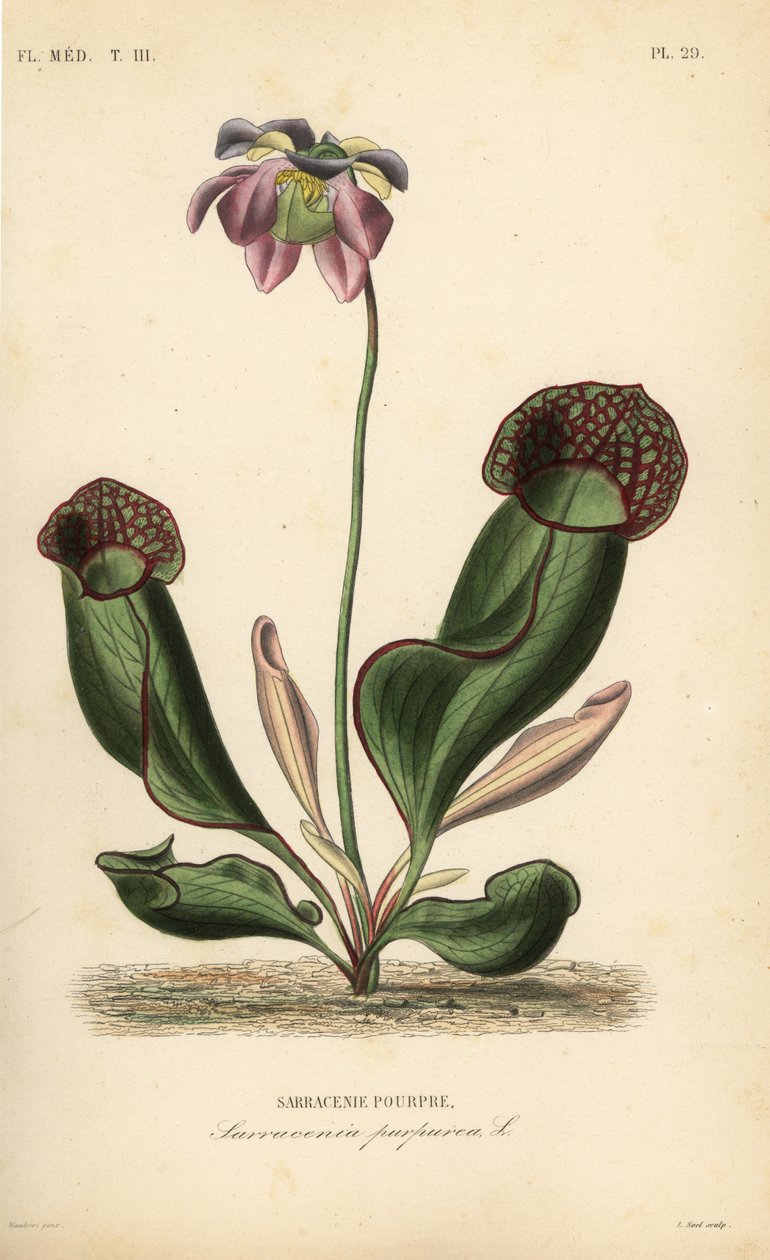 紫色投手植物或侧鞍花， Sarracenia purpurea, Sarracenie pourpre 作者 不明