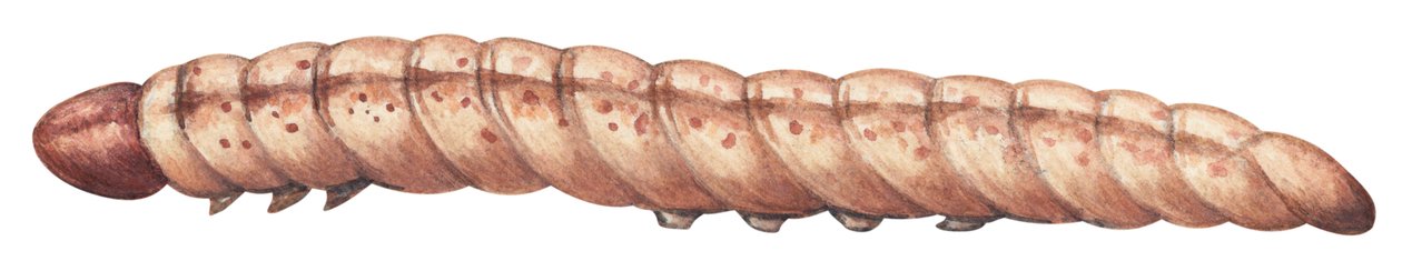 欧洲玉米螟 (Ostrinia nubilalis) 作者 未知艺术家