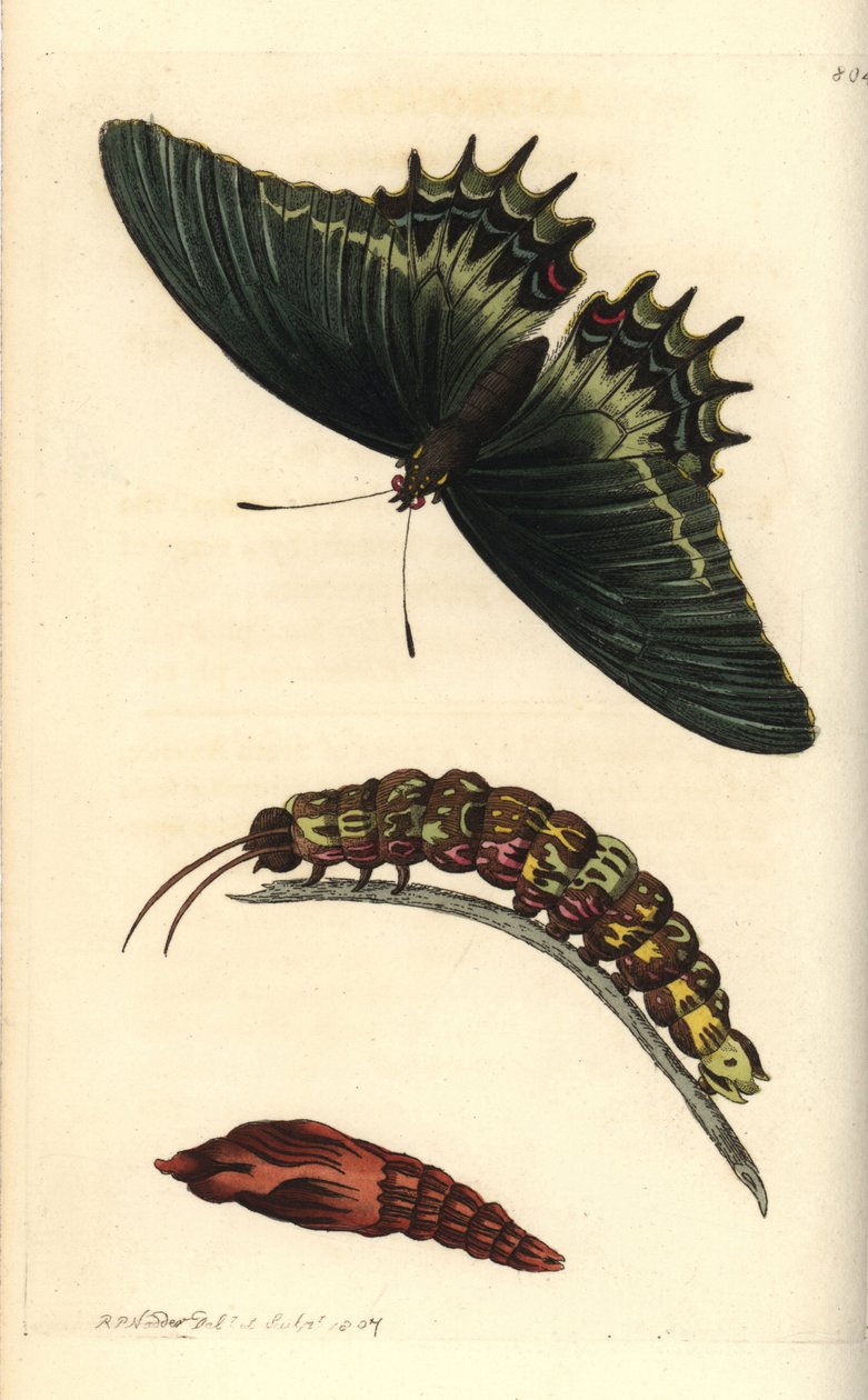 燕尾蝶皇后（Papilio androgeus）与毛虫和蛹。插图由理查德-波利多尔-诺德绘制并雕刻。乔治-肖和弗雷德里克-诺德的《博物学家杂录》中的手工彩色铜版雕刻，伦敦。 作者 未知艺术家