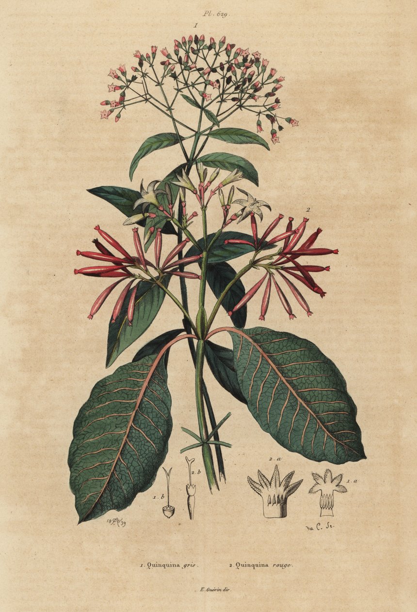 奎宁、Cinchona officinalis 1 和 Ladenbergia oblongifolia，易危，2 作者 不明