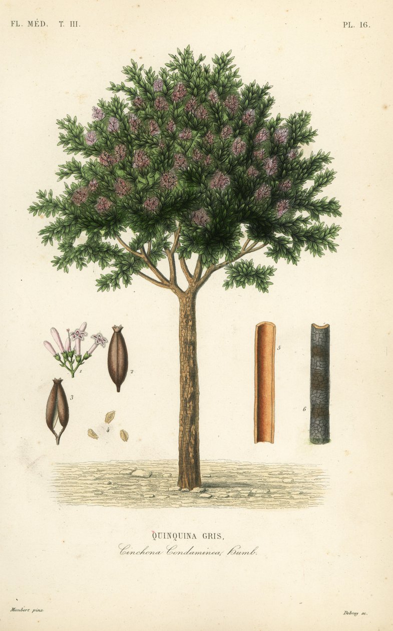 奎宁或金鸡纳树皮，Cinchona officinalis, Cinchona condaminea, Quinquina gris 作者 不明