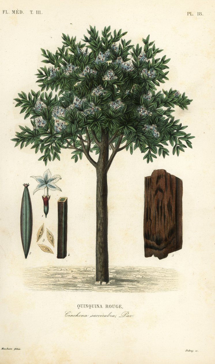 奎宁树，金鸡纳或奎纳，Cinchona pubescens, Cinchona succirubra, Quinquina rouge 作者 不明