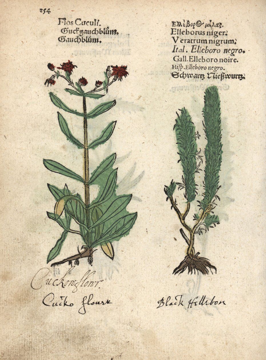 布袋莲（Lychnis flos-cuculi）和黑假鹤望兰（Veratrum nigrum）。手绘木刻版画，选自 Adam Lonicer 的 Krauterbuch 或 Herbal，法兰克福。 作者 未知艺术家