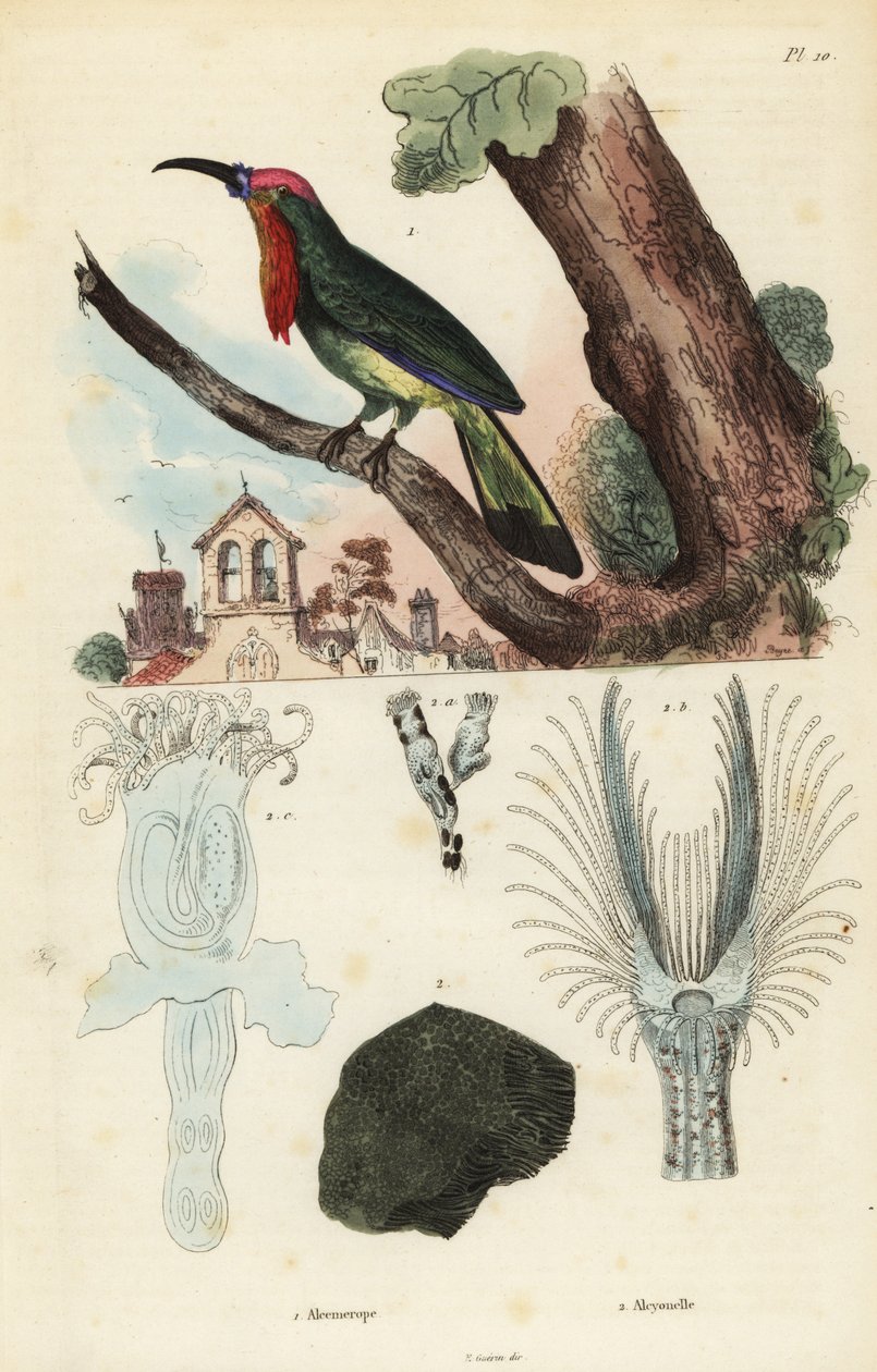 红胡子食蜂兽，Nyctyornis amictus，和漏斗状石龙鱼，Plumatella fungosa 作者 不明