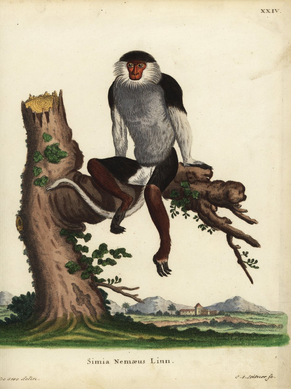 红柄杜父鱼（Pygathrix nemaeus）。濒危。Simia nemaeus Linn.约翰-塞巴斯蒂安-莱特纳（Johann Sebastian Leitner）根据雅克-德-塞夫（Jacques de Seve）的插图手工绘制的铜版画，该插图选自约翰-克里斯蒂安-丹尼尔-施雷伯（Johann Christian Daniel Schreber）的《大自然动物插图》，或称《施雷伯》。 作者 未知艺术家