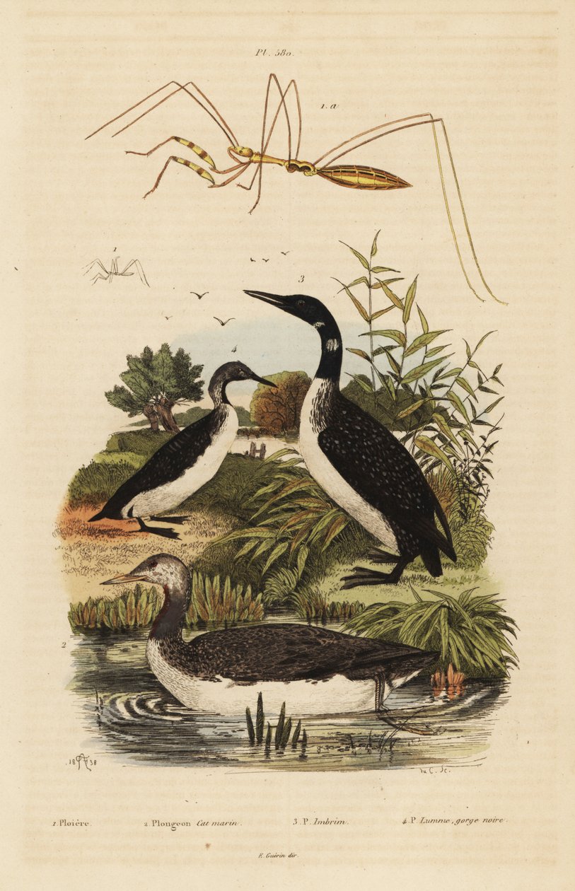 红喉泥鳅，Gavia stellata 2，普通泥鳅，Gavia immer 3，黑喉泥鳅，Gavia arctica 4，和线脚虫，Emesini species 作者 不明