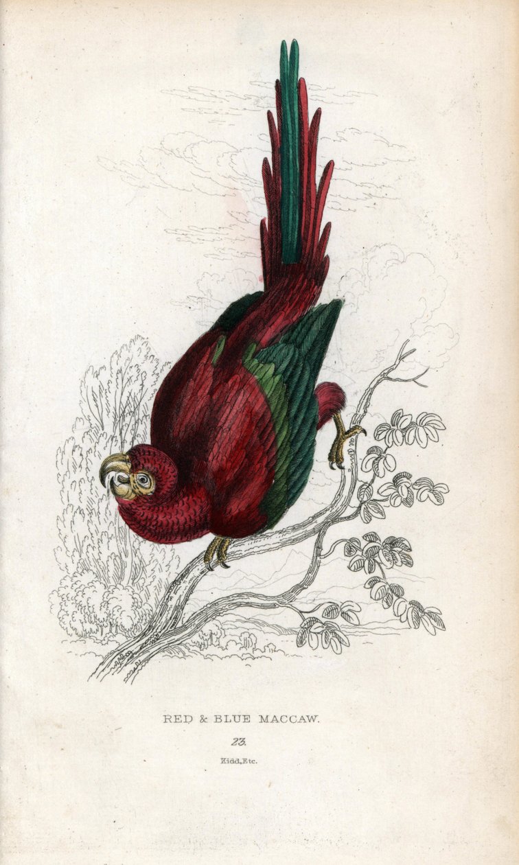 红阿拉或澳门阿拉Psittacus macao.约瑟夫-基德（Joseph Kidd）根据约翰-奥杜邦（John Audubon）的图画绘制的石版画，载于《自然历史杂记》：鹦鹉》，托马斯-迪克-劳德爵士和托马斯-布朗船长，1833 年在苏格兰爱丁堡出版。 作者 未知艺术家