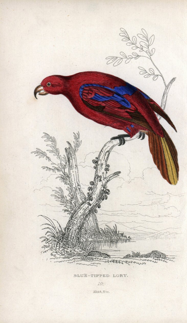 Red Lori, Eos rubra.Psittacus caeruleatus。约瑟夫-基德（Joseph Kidd）根据约翰-奥杜邦（John Audubon）的绘画绘制的石版画，载于《自然历史杂记》：鹦鹉》，托马斯-迪克-劳德爵士和托马斯-布朗船长，1833 年在苏格兰爱丁堡出版。 作者 未知艺术家
