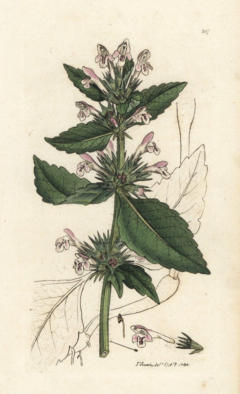 红荨麻，Galeopsis tetrahit（红荨麻） 詹姆斯-索尔比（James Sowerby）的手工彩色铜版雕刻，选自詹姆斯-史密斯的《英国植物学》，伦敦 作者 未知艺术家