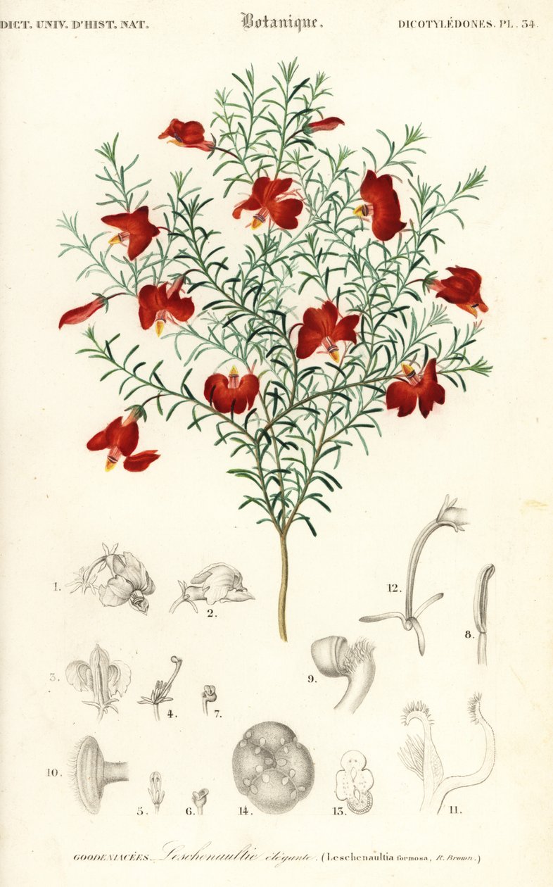 红色 leschenaultia，Leschenaultia formosa.，1849 年（雕刻） 作者 未知艺术家