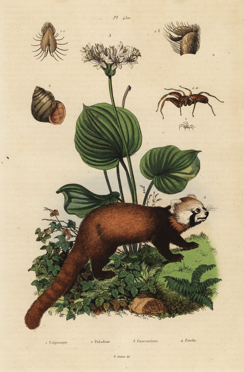 小熊猫、Ailurus fulgens、濒危4、北方圣诞百合、Proiphys amboinensis 3.河蜗牛、Viviparus viviparus 1和蜘蛛、Palpimanus种 作者 不明