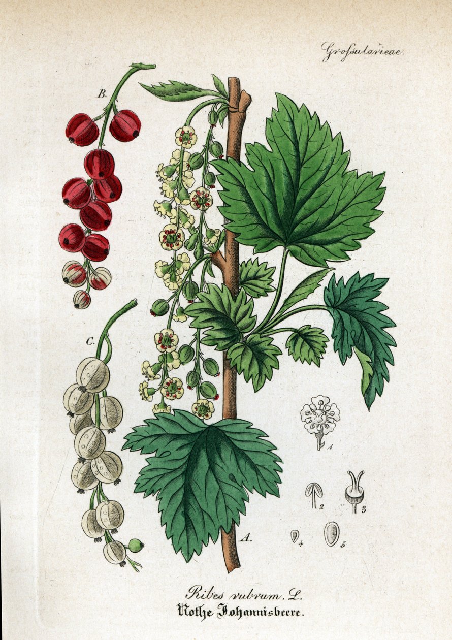 红醋栗，Ribes rubrum。Willibald Artus 博士的 Hand-Atlas sammtlicher mediinisch-pharmaceutischer Gewachse 手工彩色铜版画 作者 未知艺术家