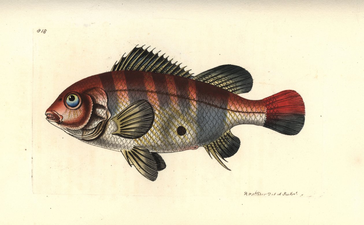 红条纹耳鱼，苏里南 Geophagus（苏里南鲈鱼，Sparus surinamensis）。插图由理查德-波利多尔-诺德绘制并雕刻。乔治-肖和弗雷德里克-诺德的《博物学家杂录》中的手工彩色铜版雕刻，伦敦 作者 未知艺术家