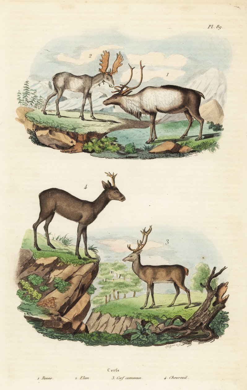 驯鹿，Rangifer tarandus 1，驼鹿，Alces alces 2，红鹿，Cervus elaphus 3，和欧洲狍子，Capreolus capreolus 4 作者 不明