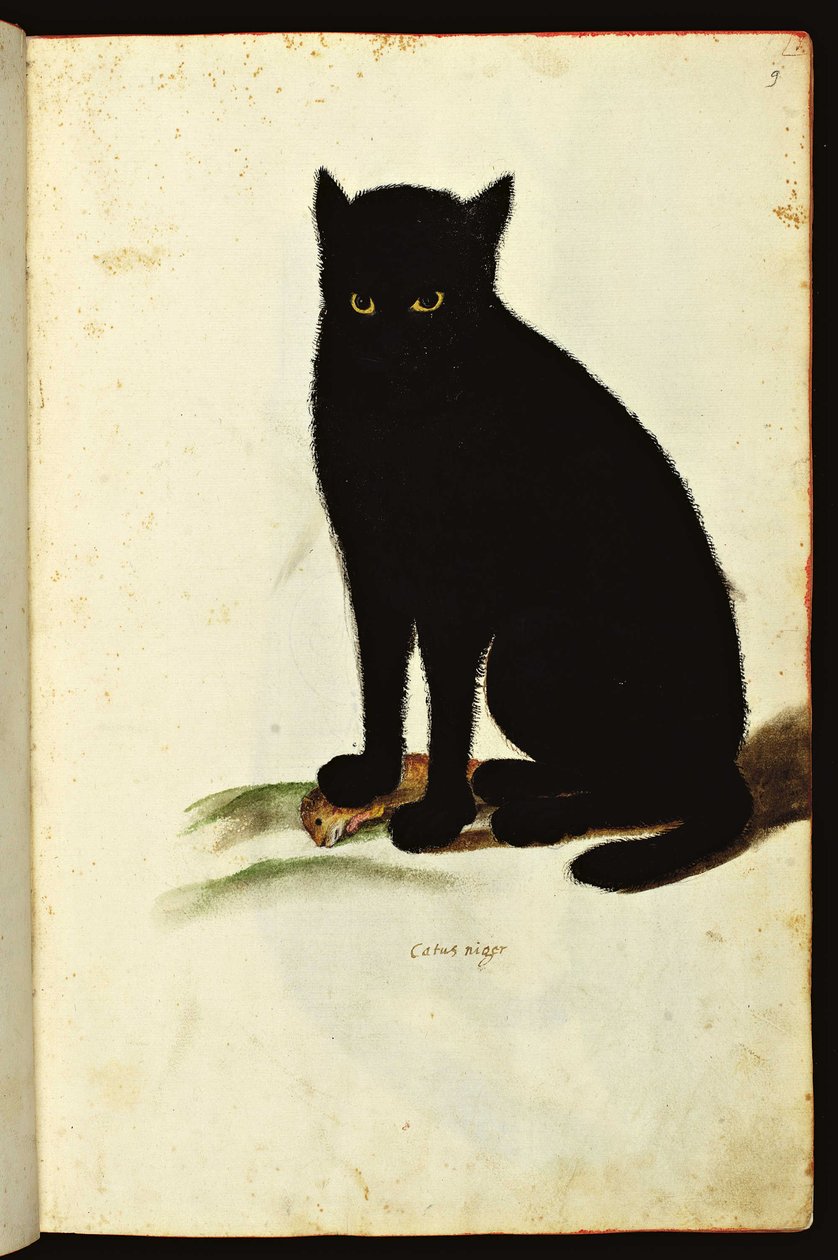 一只黑猫的形象。动物自然史》手稿的插图，Fonds Ulisse Aldrovandi，大学图书馆，1603 年版。 作者 未知艺术家