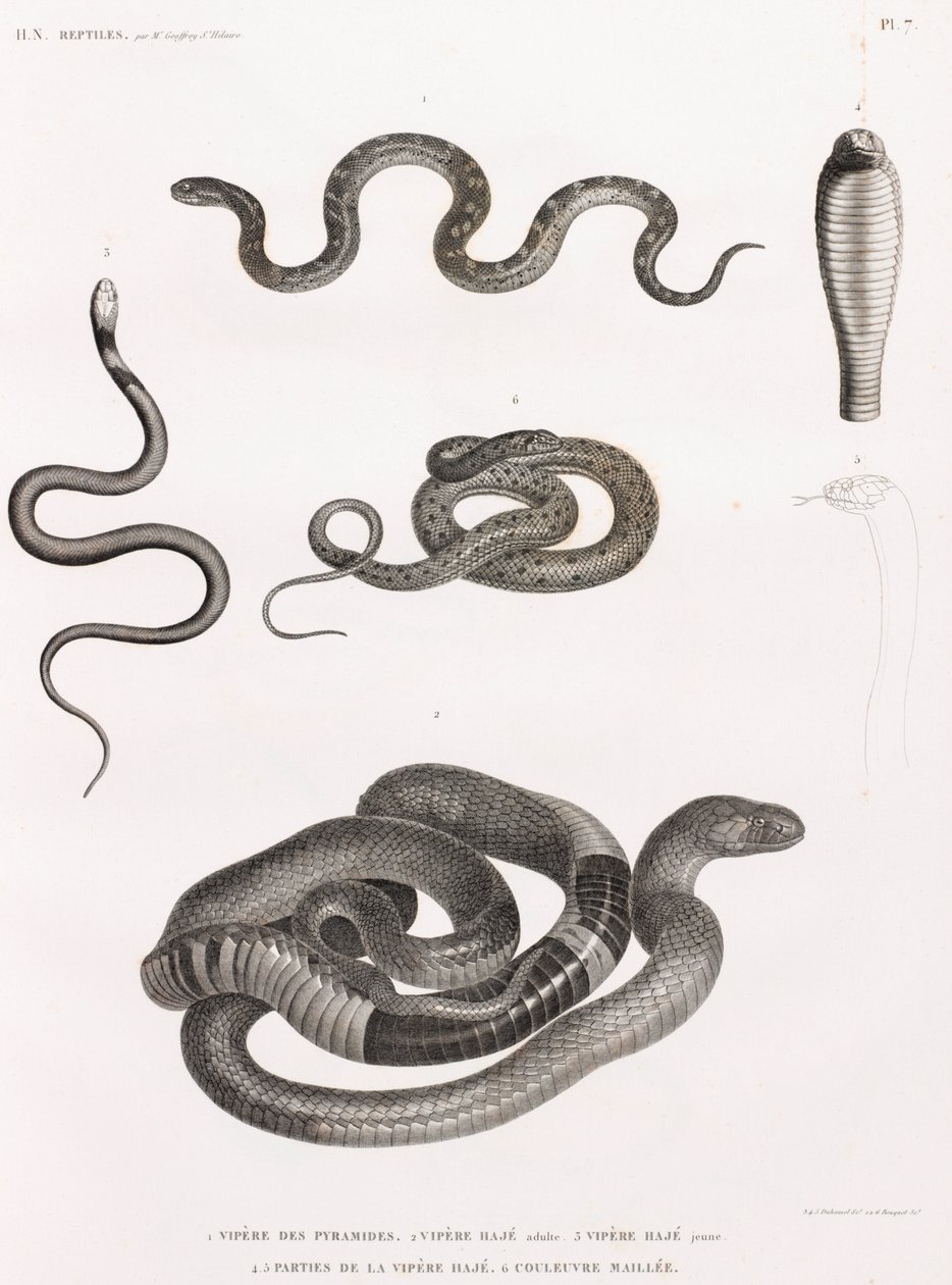 爬行动物：蛇系列插画 作者 不明
