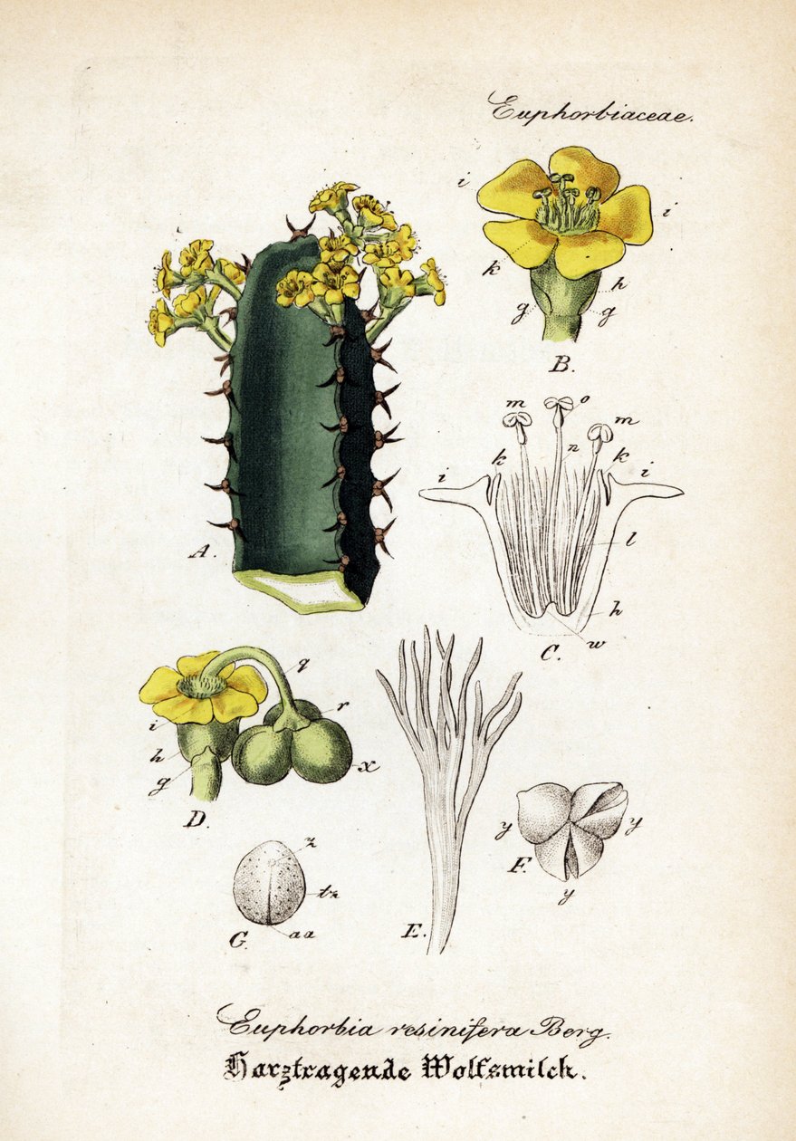 树脂刺，Euphorbia resinifera。Willibald Artus 博士的《Hand-Atlas sammtlicher mediinisch-pharmaceutischer Gewachse》中的手工彩色铜版雕刻。 作者 未知艺术家