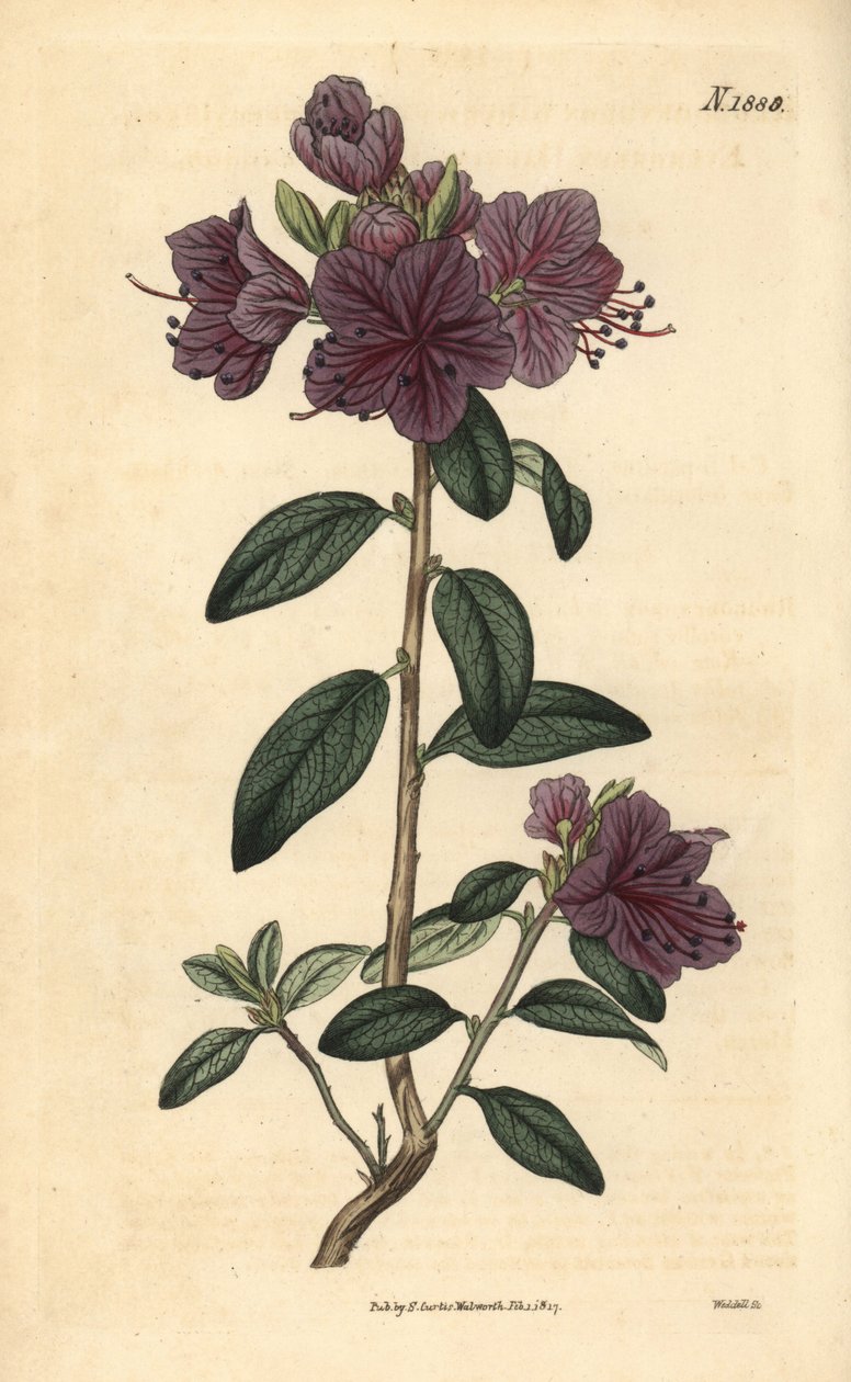 Rhododendron or azalee florists - 常绿杜鹃花，Rhododendron dahuricum sempervirens。Weddell 手工绘制的彩色植物雕刻，选自伦敦 Couchman 的 John Sims