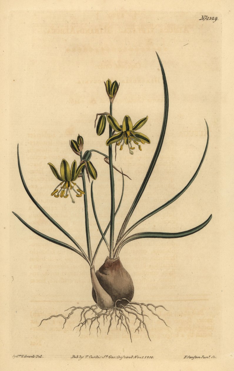 Riband albuca, Albuca vittata 作者 不明