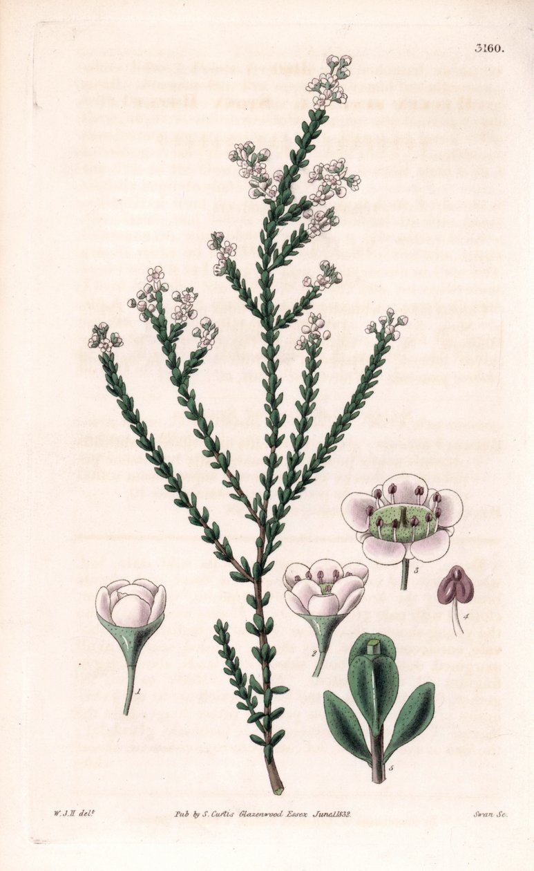 岩石蓟，Thryptomene saxicola（澳大利亚西南部岩石灌木）（石蓟，Baeckea saxicola）。斯旺根据威廉-杰克逊-胡克的插图绘制的手绘铜版画，选自塞缪尔-柯蒂斯的《植物杂志》，伦敦 作者 未知艺术家